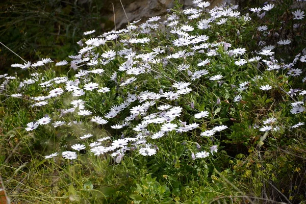 開花した花 夏の牧草地の植物 — ストック写真