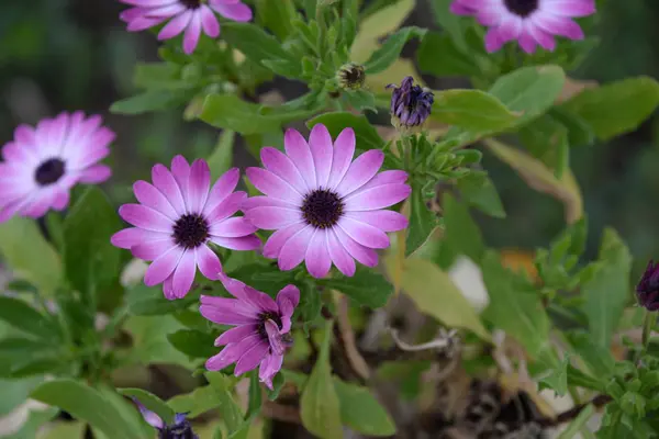 Blommande Arkiverade Blommor Sommar Äng Flora — Stockfoto