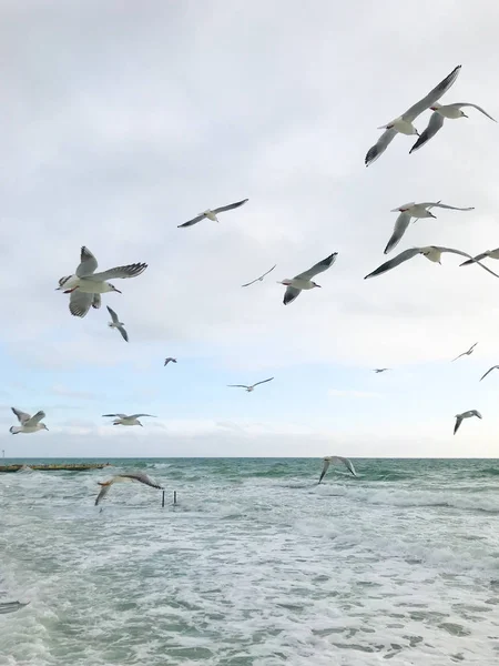 Gaivotas Voando Sobre Mar — Fotografia de Stock