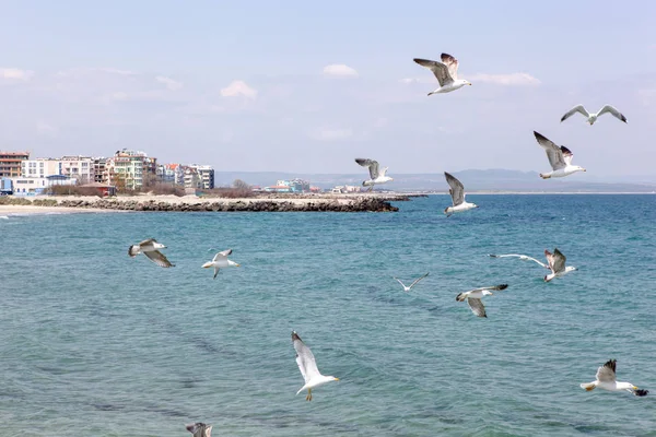 Γλάροι Που Πετούν Πάνω Από Θάλασσα Την Ηλιόλουστη Μέρα — Φωτογραφία Αρχείου