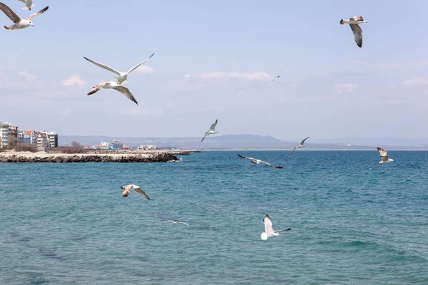 Γλάροι Που Πετούν Πάνω Από Θάλασσα Την Ηλιόλουστη Μέρα — Φωτογραφία Αρχείου