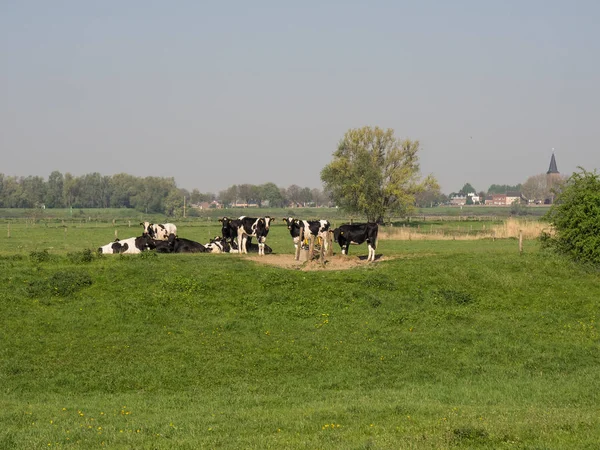 Der Rhein Deutschland — Stockfoto