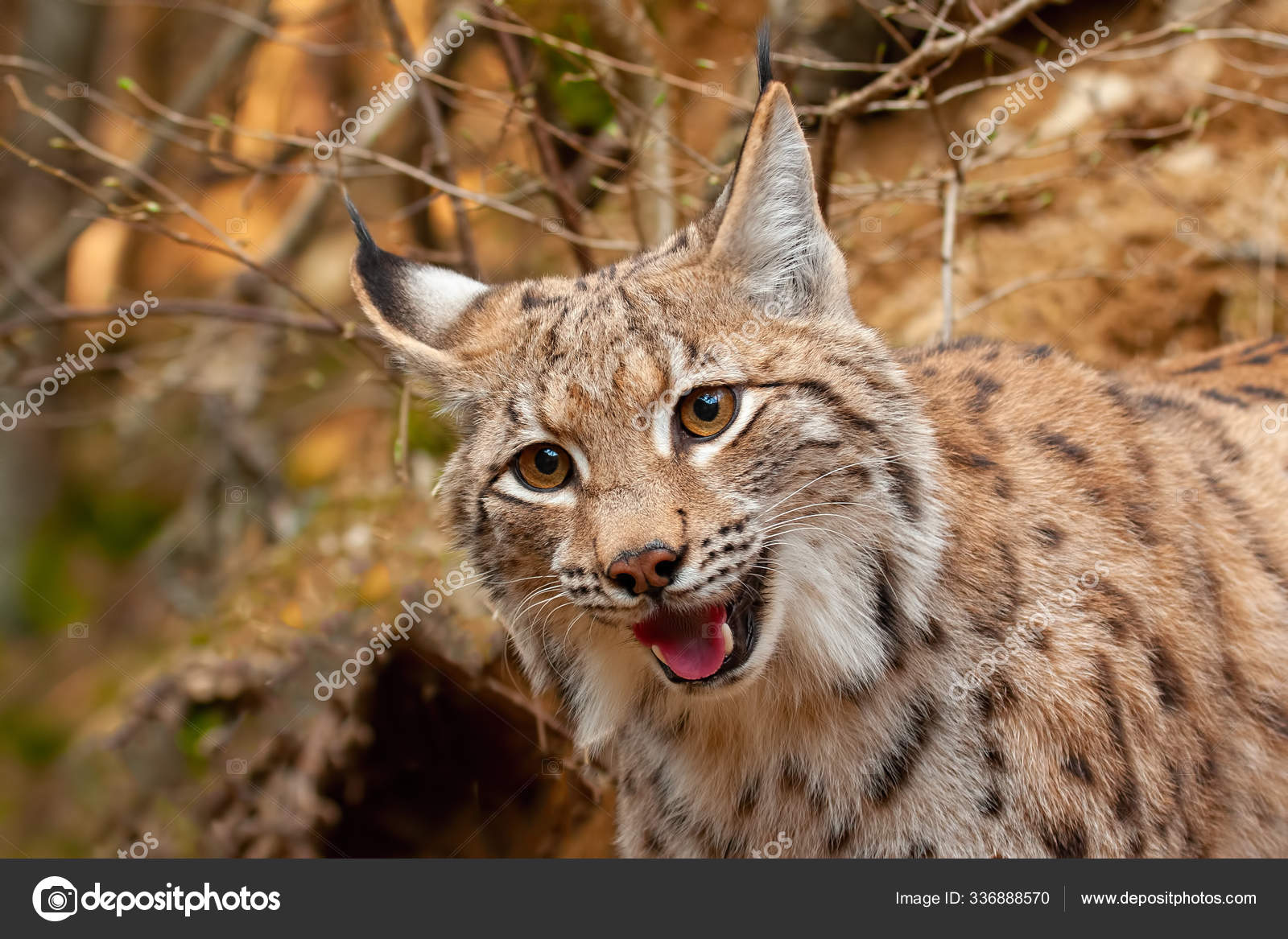 Detail Eines Eurasischen Luchses Der Auf Der Suche Nach Beute – Stockfoto ©  PantherMediaSeller #336888570, image size:1600x1167