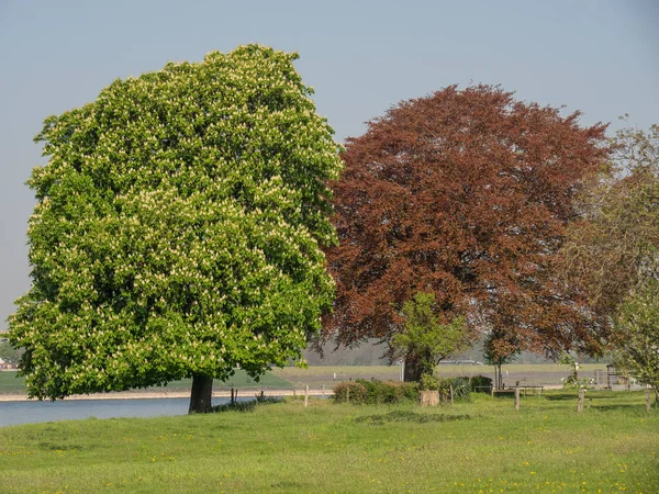 River Rhine Germany — Stock Photo, Image