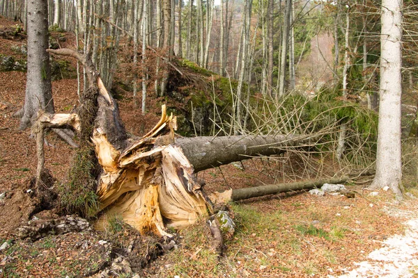 树被风吹倒在一条小径上 — 图库照片