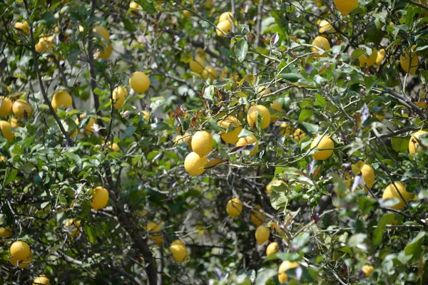 Gelbe Zitronen Zitronenbaum Provinz Alicante Costa Blanca Spanien — Stockfoto