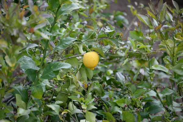 Limones Amarillos Limonero Provincia Alicante Costa Blanca España —  Fotos de Stock