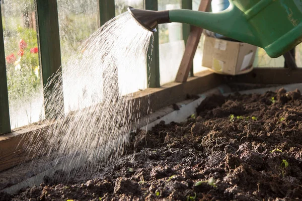 Agricultor Riego Plántulas Tomate Utilizando Regadera Invernadero Primavera — Foto de Stock