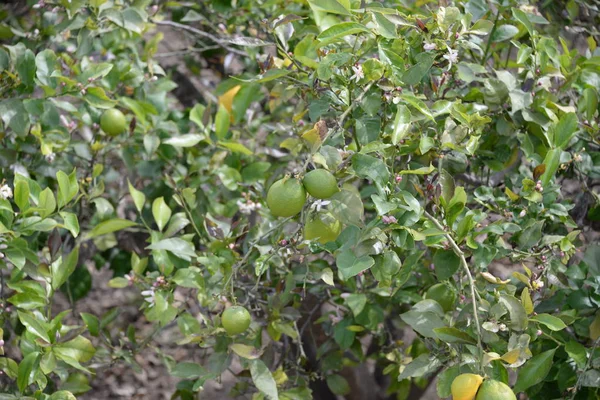 Żółte Cytryny Drzewie Cytrynowym Prowincja Alicante Costa Blanca Hiszpania — Zdjęcie stockowe