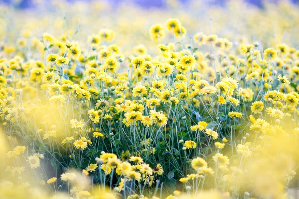 Gula Krysantemumblommor Krysantemum Trädgården Suddig Blomma För Bakgrund Färgglada Växter — Stockfoto