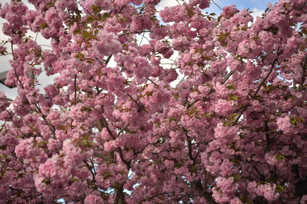 春天在树上开花 — 图库照片