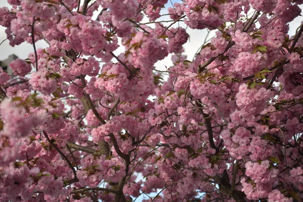 春天在树上开花 — 图库照片
