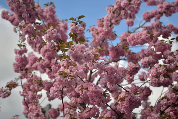 Jarní Květy Stromě — Stock fotografie