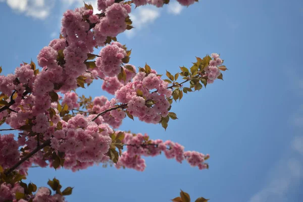 木の上の春の花 — ストック写真