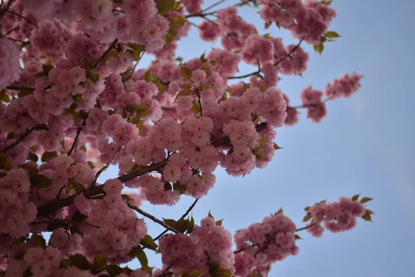 Bahar Ağacı Dallardaki Çiçekler Kiraz Çiçekleri — Stok fotoğraf