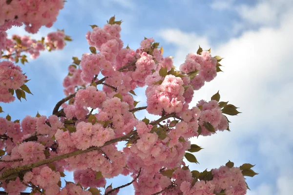 Árbol Primavera Flores Las Ramas Flor Cerezo —  Fotos de Stock