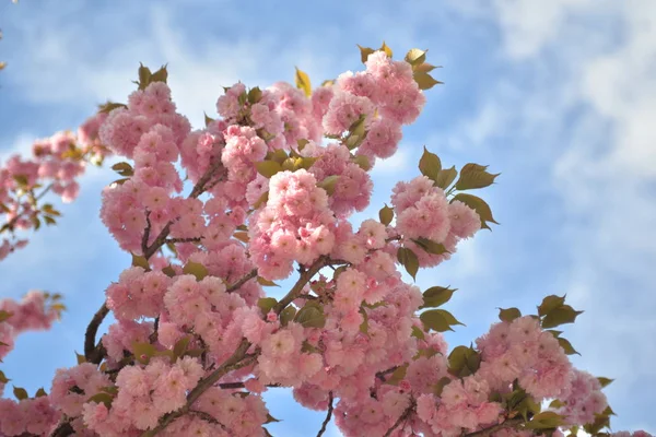 Rózsaszín Fehér Cseresznyevirág Virág Virágzik Tavasszal — Stock Fotó