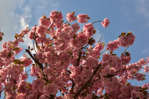 春に咲くピンク白桜の花 — ストック写真