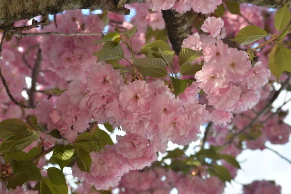 在春天盛开的粉红白色樱花花 — 图库照片