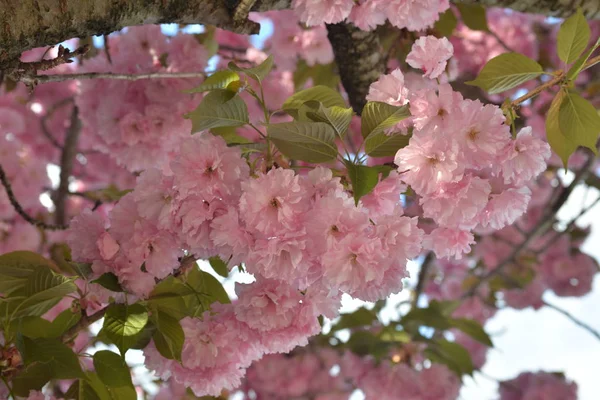 春に咲くピンク白桜の花 — ストック写真