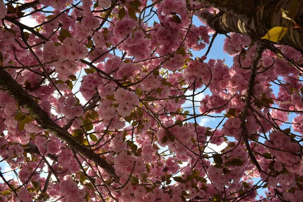 Pembe Beyaz Kiraz Ağaçları Çiçek Açan Bahar — Stok fotoğraf