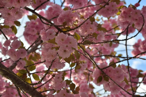 在春天盛开的粉红白色樱花花 — 图库照片