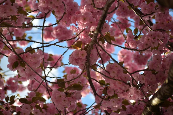 Pembe Beyaz Kiraz Ağaçları Çiçek Açan Bahar — Stok fotoğraf