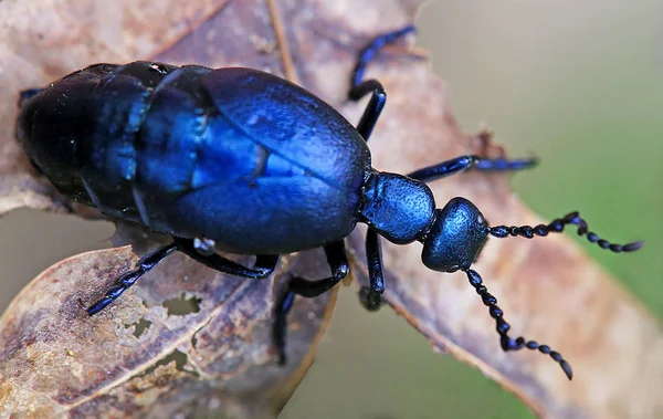 Carne Aceite Púrpura Maiworm Azul Meloe Violáceo — Foto de Stock