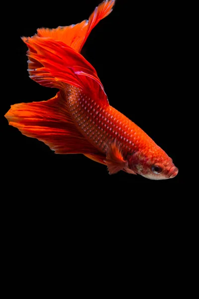 Pesce Betta Rosso Blu Pesce Siamese Combattimento Sfondo Nero — Foto Stock