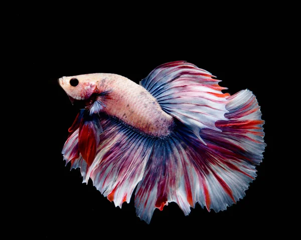 Multi Color Betta Fish Siam Fighting Fish Black Background — Stok Foto