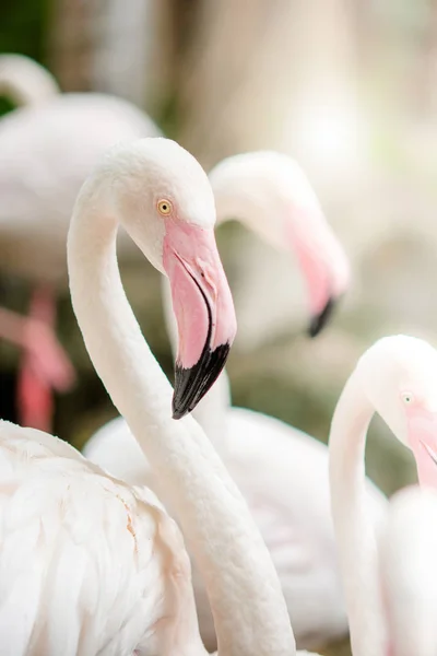 Pembe Flamingo Yakın Plan Tüylerin Çok Güzel Bir Rengine Sahip — Stok fotoğraf