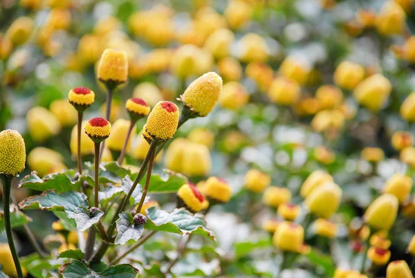 stock image Fresh flowering para cress plant, Spilanthes oleracea, soft focus, unfocused blurred spilanthes .