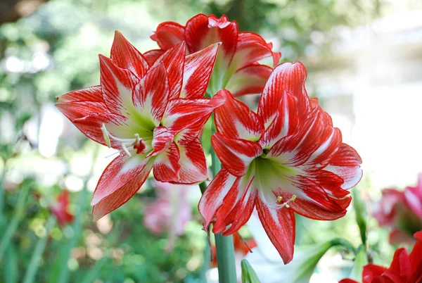 Amarylis Flower Full Bloom Tropical Botanical Garden Hippeastrum Amaryllis — Stock Photo, Image