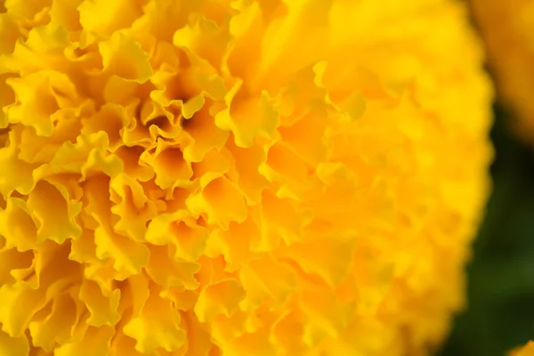 Pomarańczowy Żółty Marigolds Pola Kwiatowe Selektywne Skupienie — Zdjęcie stockowe