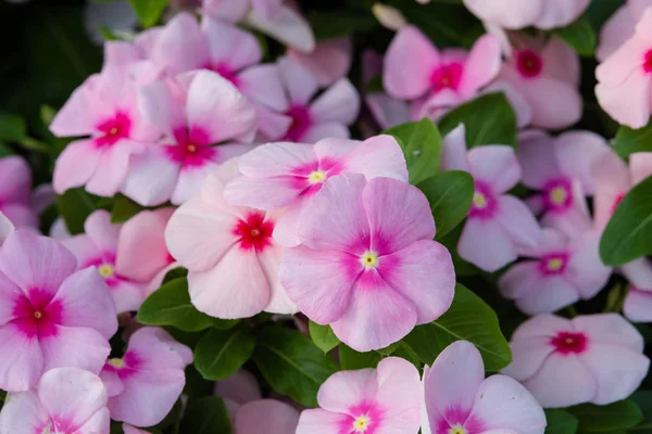 Vinca Rosea Blumen Blühen Garten Laub Vielfalt Der Farben Blumen — Stockfoto