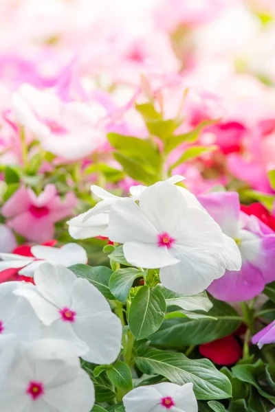 Vinca Rosea Flores Flor Jardim Folhagem Variedade Cores Flores Foco — Fotografia de Stock