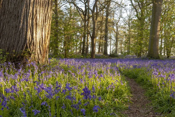 Fantastisk Blåklockskog Med Stig Våren Engelsk Natur Skog Vid Soluppgången — Stockfoto