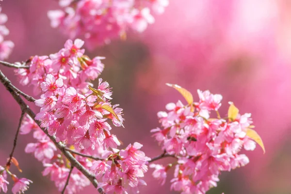 Fleurs Cerisier Fleurs Sur Arbre — Photo