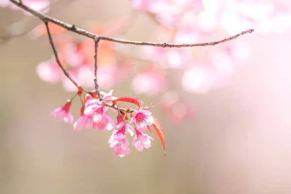 Kwiaty Wiśni Drzewie — Zdjęcie stockowe