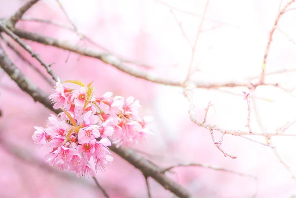 Cherry Blossoms Flowers Tree — Stock Photo, Image