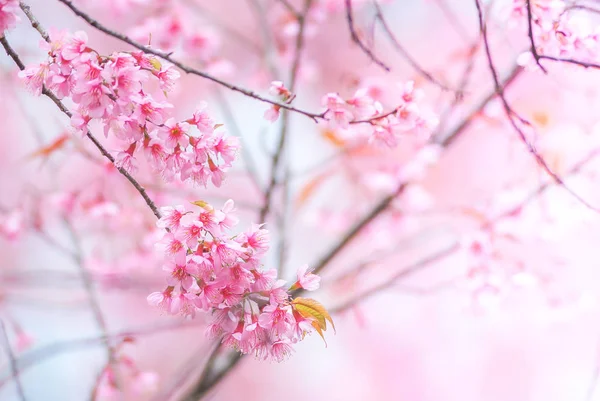 Ağaçtaki Kiraz Çiçekleri — Stok fotoğraf