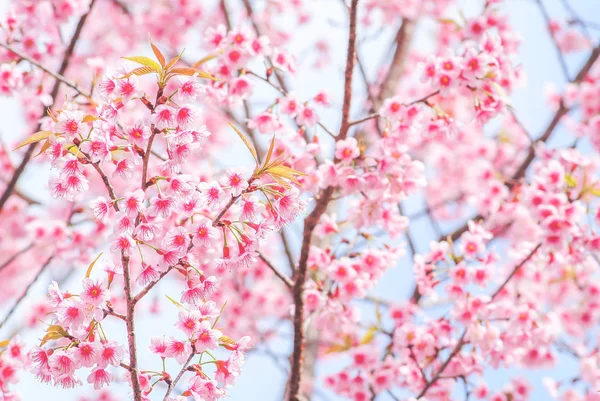 Fleurs Cerisier Fleurs Sur Arbre — Photo