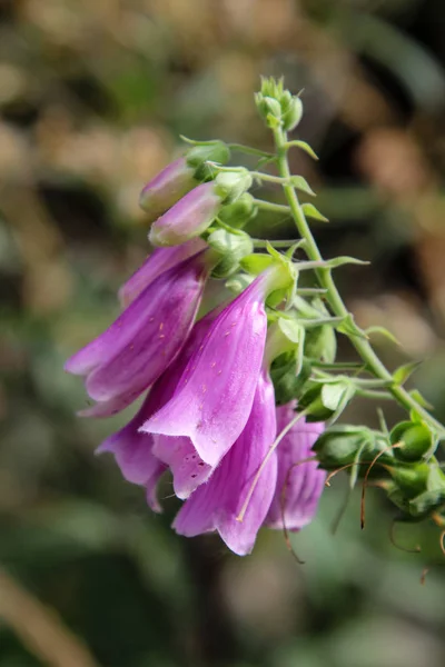 Close Uma Foxglove Vermelha Floresta — Fotografia de Stock