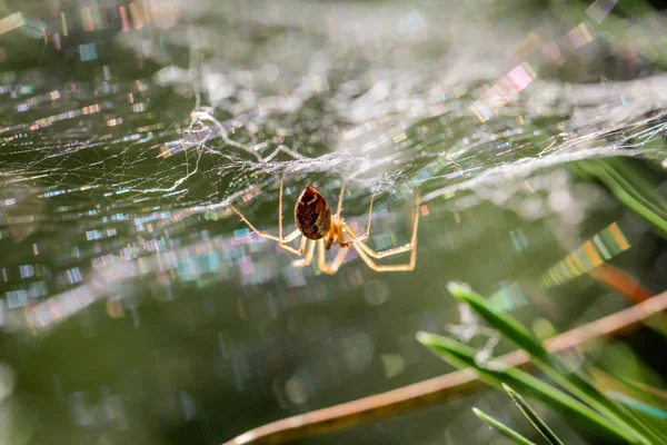 Aranha Assustadora Criatura Inseto — Fotografia de Stock