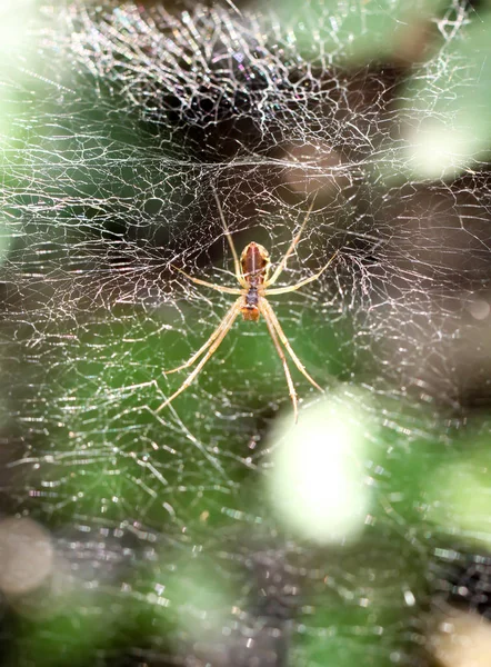 Details of a spider, spider on a plant, spider in the web