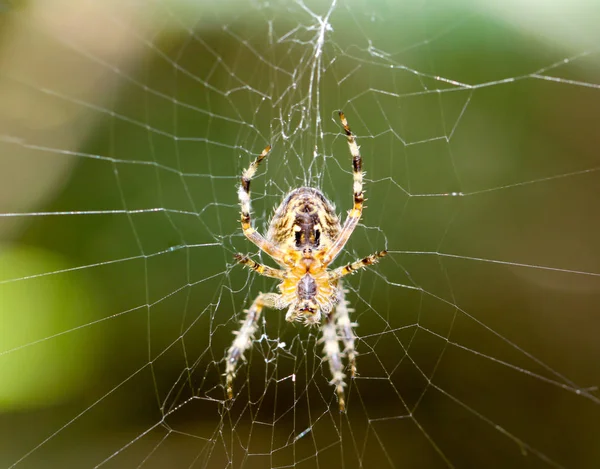 Podrobnosti Pavoukovi Pavoukovi Rostlině Pavoukovi Síti — Stock fotografie