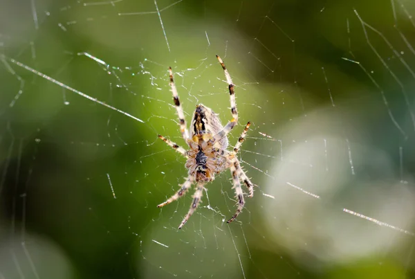 Örümceğin Detayları Bitkinin Üzerindeki Örümcek Ağdaki Örümcek — Stok fotoğraf