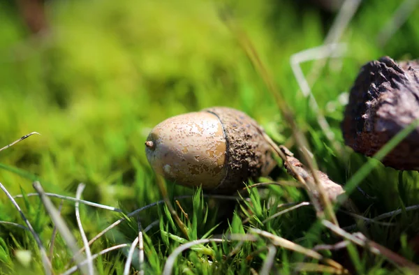 Meşe Palamudu Meşe Palamudu — Stok fotoğraf