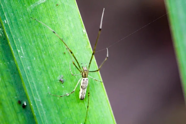 Details of a spider, spider on a plant, spider in the web