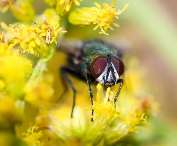 Close Fly — Stock Photo, Image